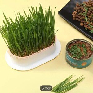 vintage Cat Grass Grow Pot to Improve Digestion and Health